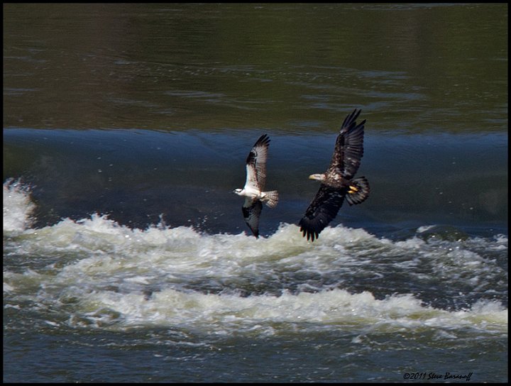 _1SB0864 bald eagle chasing osprey.jpg